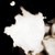 :icontala620: