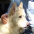 :icontalastalkingwolf:
