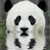 :icontaliesin-x: