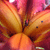 :icontalin07: