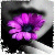 :icontam-i-ka: