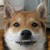 :icontamanoryu: