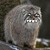 :icontamara-the-wolf-124: