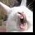:icontangerinecat: