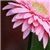 :icontangerinelove: