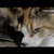 TangleclawLuvsU :icontangleclawluvsu: