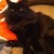 :icontangleflower: