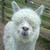 tanhopsy :icontanhopsy:
