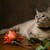 :icontanisha1234: