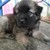 :icontannywantan:
