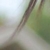 :icontanya-nyx:
