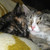 :icontanyadi: