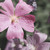 :icontanyahoule: