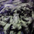 :icontapiolesii: