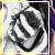 :icontappaakissan: