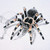 :icontarantula222: