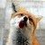 :icontarathecat21:
