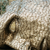 :icontardigrade100: