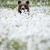 :icontardis-blue: