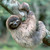 :icontardisangel42: