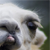 :icontardllama2plz: