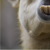 :icontardllama3plz: