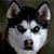 :icontaren-fox: