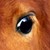 :icontarghetto:
