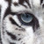 :icontarshe12: