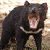 :icontasmanian-devil-neko: