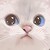 :icontassuz: