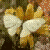 :icontatah7: