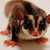 :icontatasugarglider: