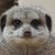 :icontattooedbus: