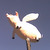 :icontattooldy: