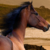 :icontauluff: