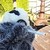 :icontaunliam88:
