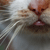 :icontaurewen: