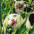 :icontawara753: