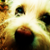 :icontayloralice:
