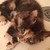 :icontayray10-snape: