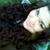 :icontayryny: