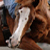 :icontazer-racer: