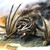 :icontazmanfreedom: