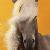 :icontazzai: