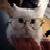 :icontdn444: