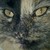 :iconteam-ericsookie: