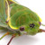 :iconteamcicada: