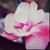 :iconteamjacoblover9090: