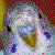:iconTEAMrocketshipper: